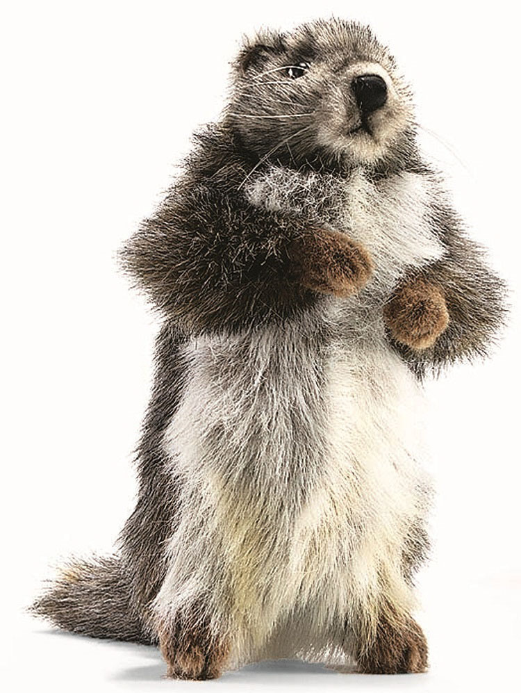 hansa marmot