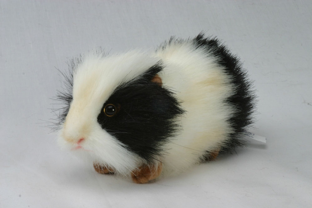 hansa guinea pig