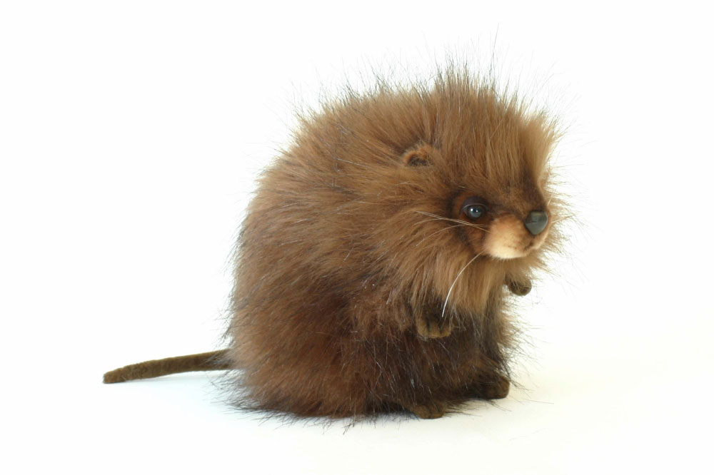 stuffed muskrat