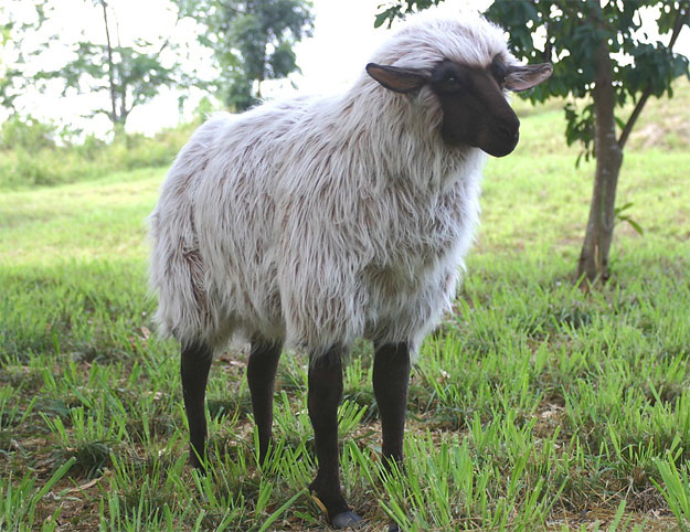 hansa sheep